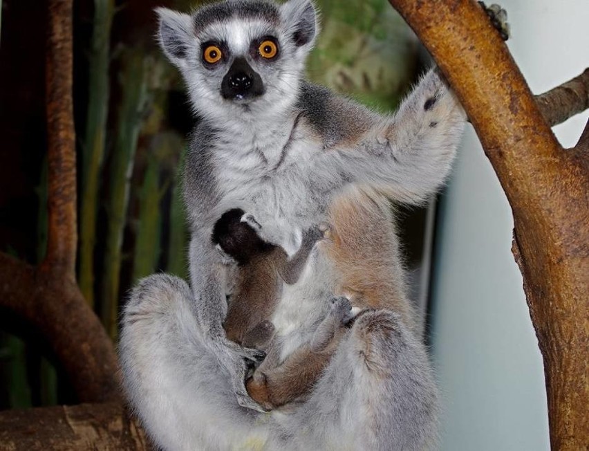 W zamojskim zoo przyszły na świat małe lemury