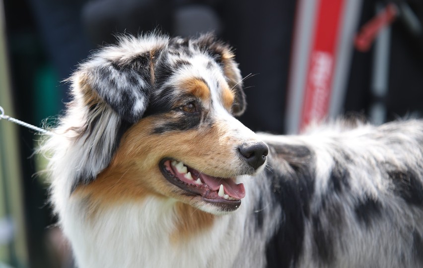 Międzynarodowa Wystawa Psów Rasowych w Łodzi. International Dog Show na ChKS Łódź