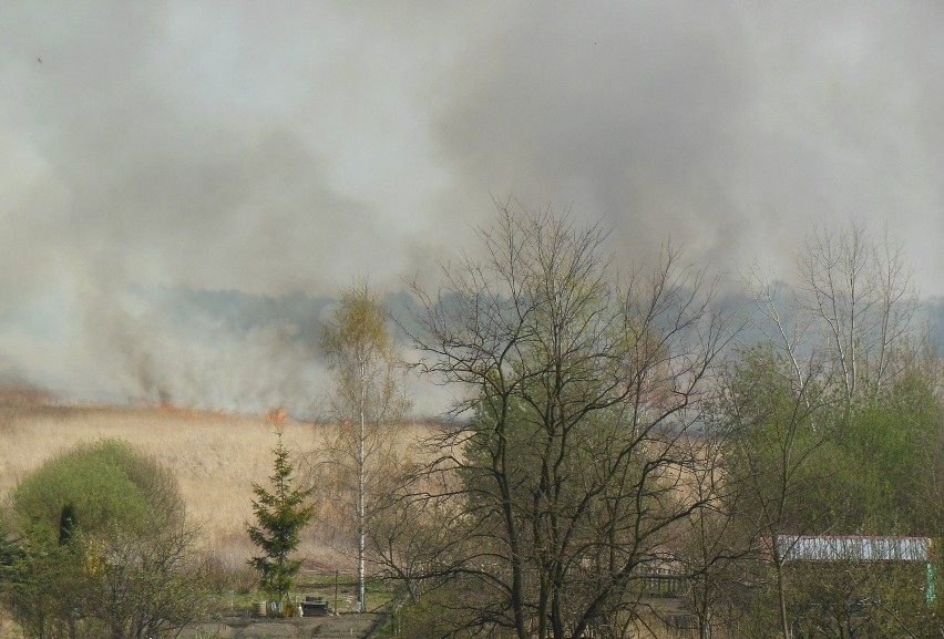 Wrocław: Straż pożarna już 14 razy gasiła pożary traw (ZDJĘCIA)