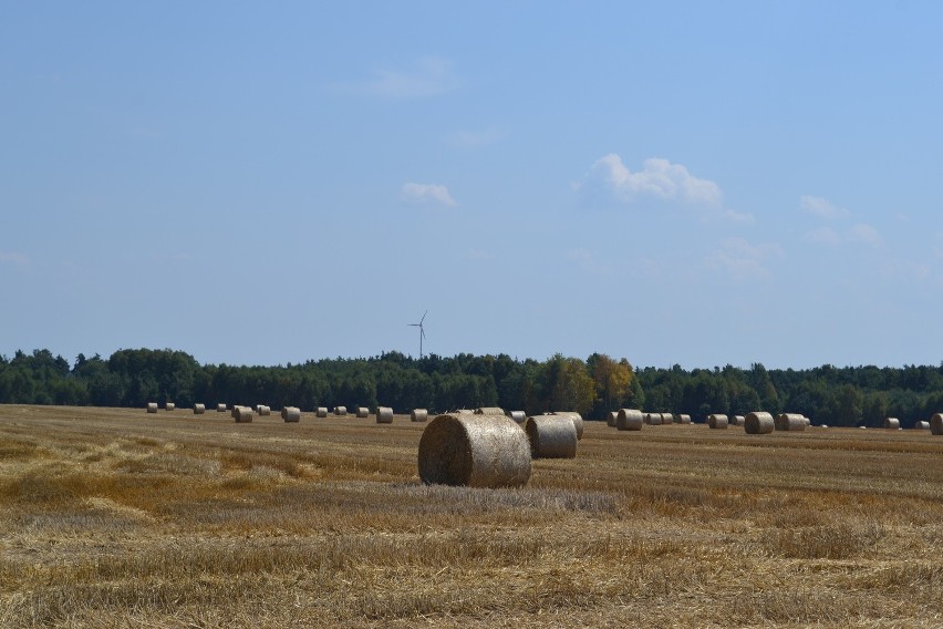 Żniwa w powiecie kłobuckim