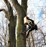 Gmina Krzeszowice. Budki lęgowe zawisły w Parku Bogackiego i na Dzikich Plantach