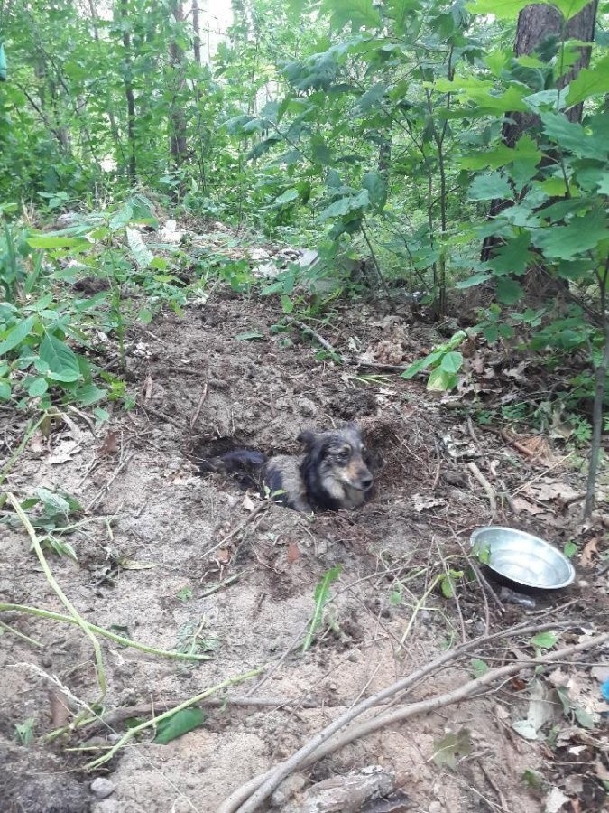 W Hucie Komorowskiej ktoś żywcem zakopał psa. Policja szuka sprawcy bestialskiego czynu [ZDJĘCIA]