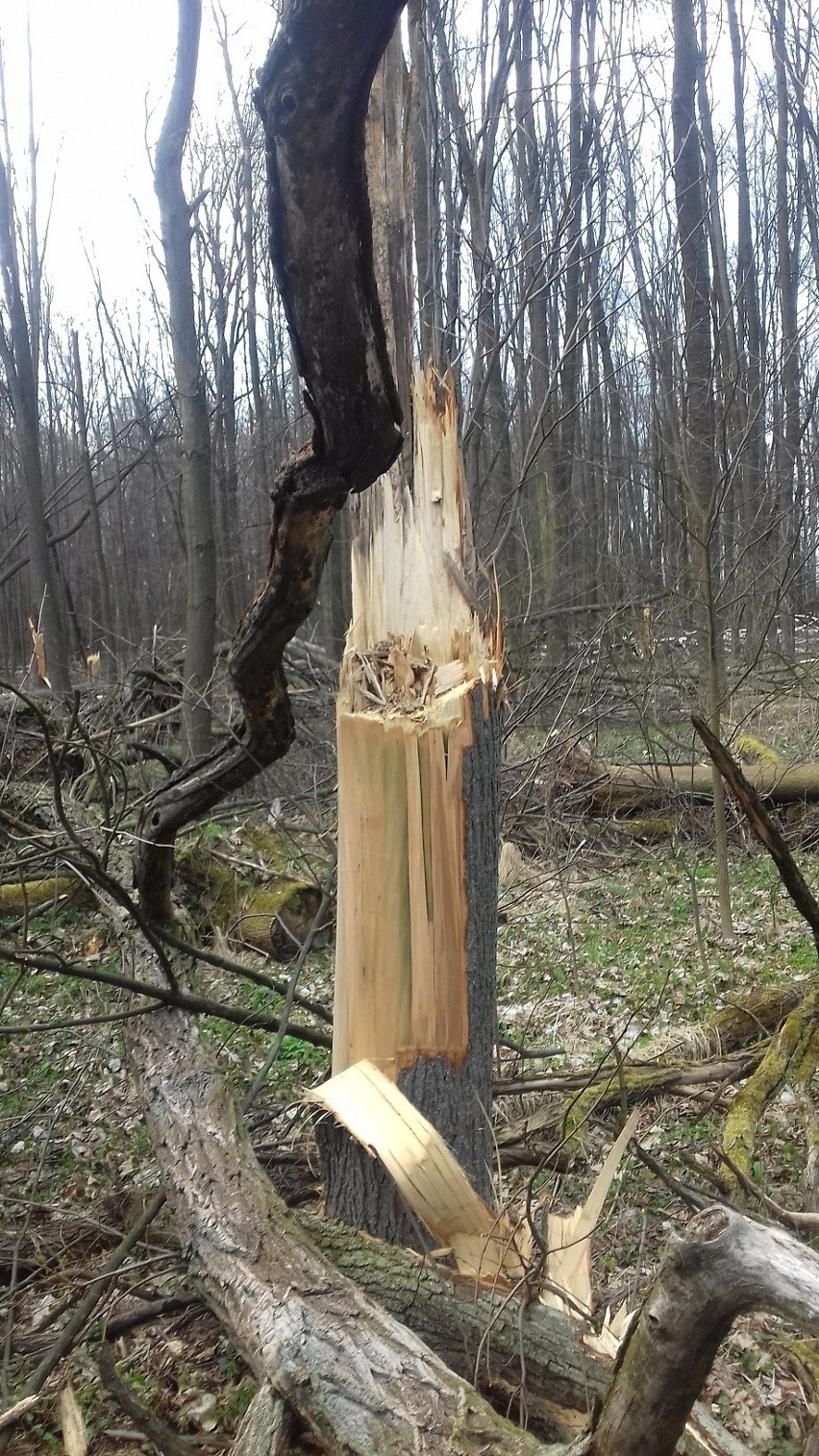 Rezerwat leśny "Przeciszów" pełen jest połamanych drzew i...