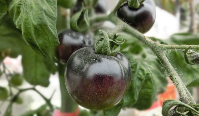 Tak zwane czarne pomidory w rzeczywistości mają kolor fioletowy, granatowy, brązowy lub bordowy.