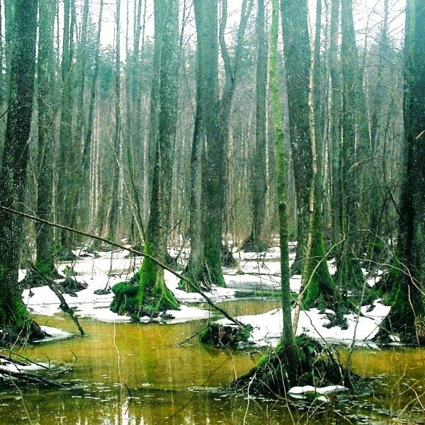 W Parku Krajobrazowym Puszczy Knyszyńskiej na ogólną powierzchnię lasów siedliska wilgotne zajmują prawie 22 procent. Z tego ponad połowę stanowią łęgi i olsy, a pozostała część to lasy bagienne.