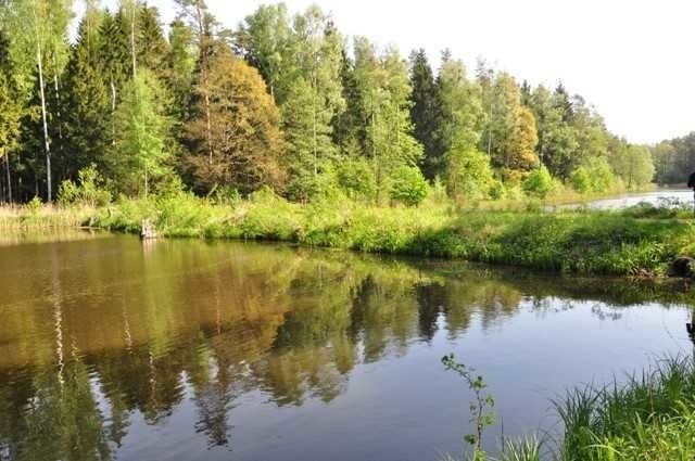 Nadleśnictwo Browsk rozpoczęło inwestycję mającą uratować akwen wodny w osadzie leśnej Gnilec na terenie Puszczy Białowieskiej