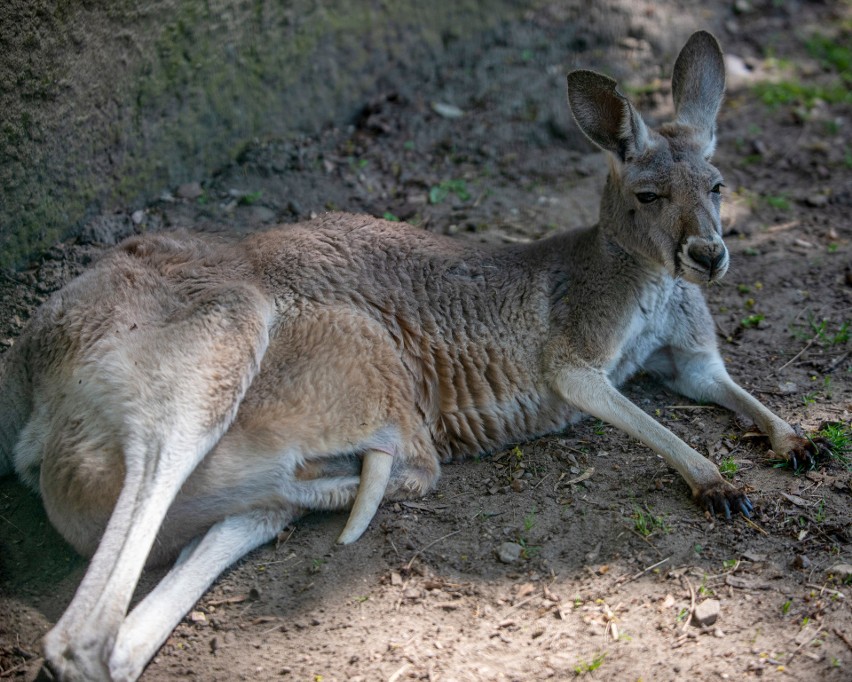Stado kangurów rudych z łódzkiego zoo liczy obecnie pięć...