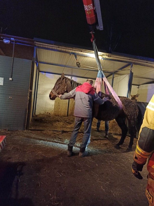 Dzięki pomocy strażaków, chorego konia udało się postawić z powrotem na nogi. Zobacz kolejne zdjęcia. Przesuwaj zdjęcia w prawo - naciśnij strzałkę lub przycisk NASTĘPNE