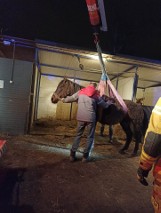 Katowice: Strażacy postawili konia na nogi. Nietypowa akcja w Szopienicach. Strażacy pomogli choremu zwierzęciu