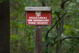 Lasy na Dolnym Śląsku. Zobacz jakie drzewa u nas rosną (INFOGRAFIKA)