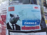 Beka z wyborów! Świnia i pies kandydatami na burmistrza Sokółki (zdjęcia)