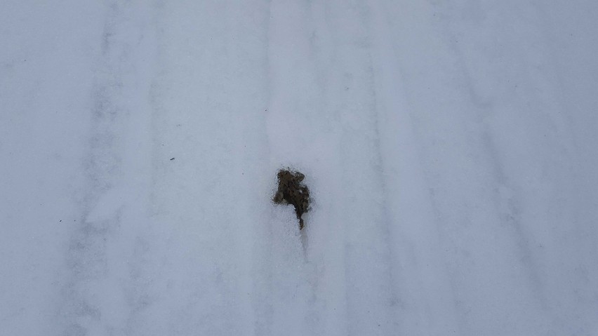 Białka Tatrzańska. Martwe żaby leżały na stoku narciarskim [ZDJĘCIA]