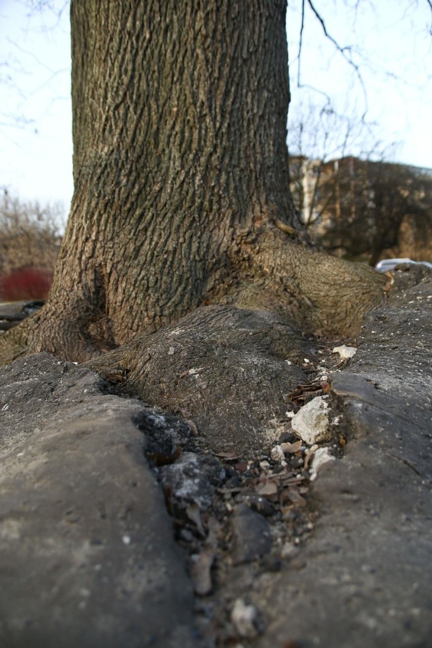 Kraków. Drzewa na bulwarach wiślanych uwięzione w asfalcie. Kto je uratuje? [ZDJĘCIA]