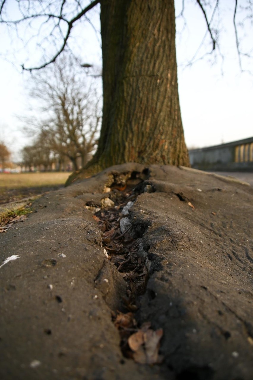 Kraków. Drzewa na bulwarach wiślanych uwięzione w asfalcie. Kto je uratuje? [ZDJĘCIA]