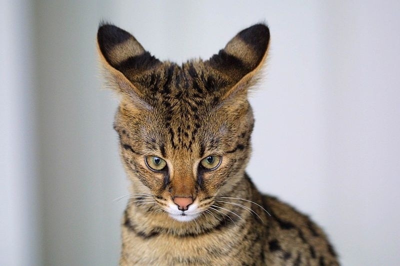 Kot Savannah - mieszanka kota domowego i serwala afrykańskiego zachwyca pięknem [ZDJĘCIA, WIDEO]
