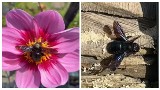 Czarna pszczoła po wielu latach wróciła na Opolszczyznę. Czy trzeba się jej obawiać?