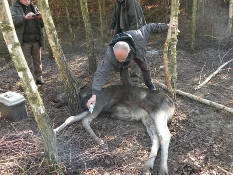 Łosiowi lekarz weterynarii zaaplikował zastrzyk usypiający