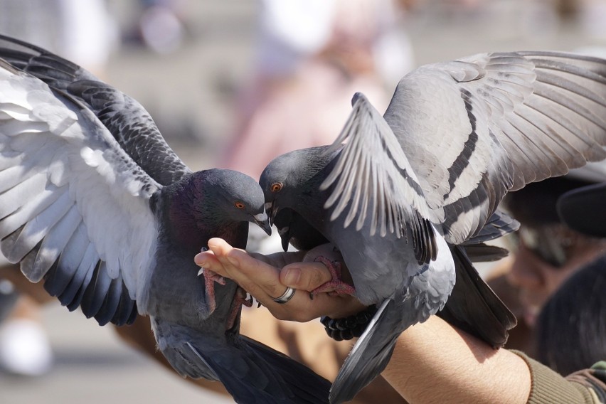 Problem gołębi występuje w wielu miastach.