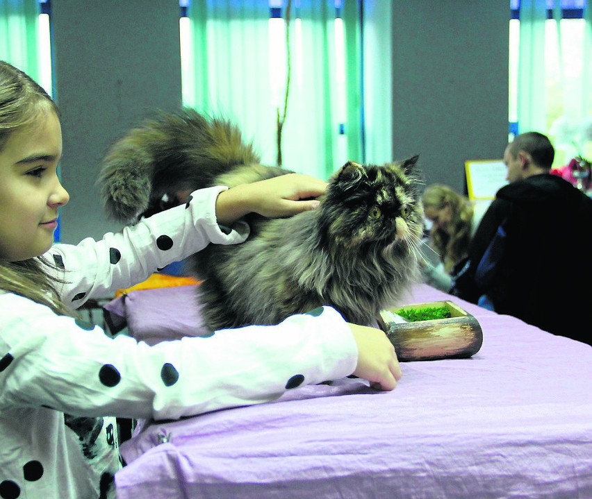 Wystawa kotów rasowych. Ocicat, Radgoll, Main Coon...