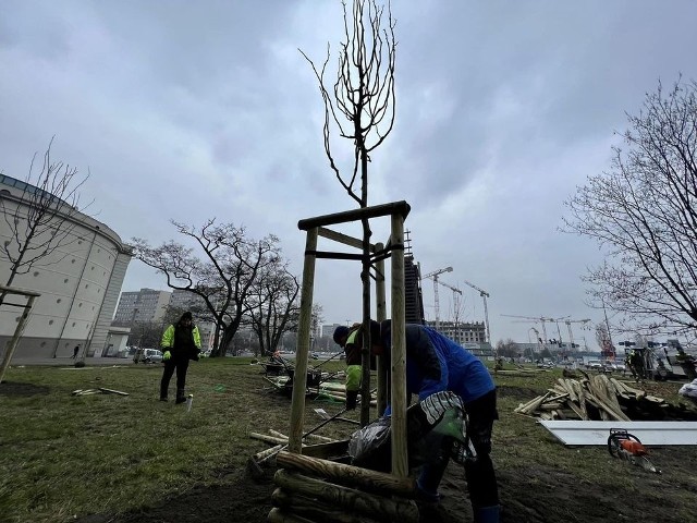 Ul. Legnicką i Lotniczą ozdobią 932 drzewa z 16 gatunków, posadzone na odcinku od ul. Innowrocławskiej do stadionu Tarczyński Arena