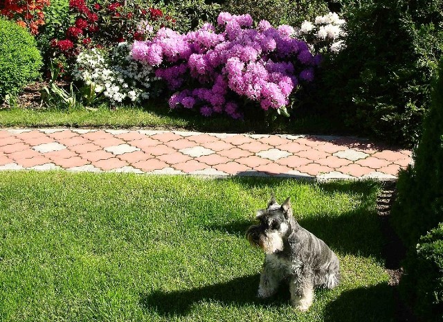 Pies w ogrodzieOgród zyska na wyglądzie, gdy nasz pies będzie załatwiał się na spacerze