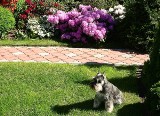 Pies w ogrodzie: jak zabezpieczyć się przed szkodami