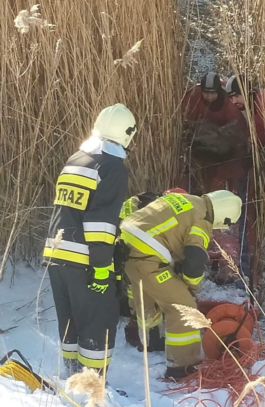 Gdańsk: Strażacy ochotnicy ze Świbna uratowali sarnę, która utknęła na lodzie Martwej Wisły. Zwierzę po nabraniu sił zostało uwolnione