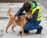 W schronisku w Łodzi ubywa psów, a przybywa wolontariuszy. Prawdziwego domu potrzebuje nadal ponad 300 czworonogów