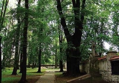 Potężna lipa na olkuskim Starym Cmentarzu jest pomnikiem przyrody. Jednak niewielka, zielona tabliczka zawieszona 3 m nad ziemią jest mało widoczna. Fot. Jacek Sypień