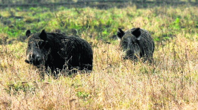 Dlaczego planując odstrzał sanitarny dzików pominięto tzw. strefę czerwoną? Według oficjalnych danych, gęstość populacji wynosi tam 0,36 dzika na km kwadratowy. Jednak rolnicy twierdzą, że są to dane zaniżone, gdyż szkód wyrządzanych przez dziki jest coraz więcej