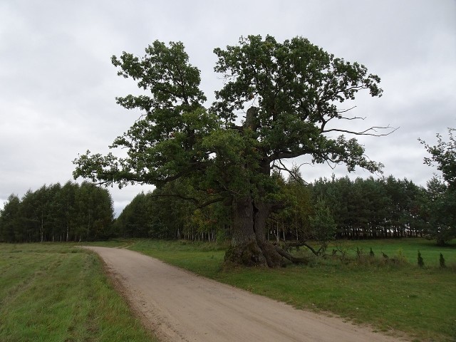Dąb Dunin ma ok. 400 lat, właśnie został uznany za Europejskie Drzewo Roku 2022.