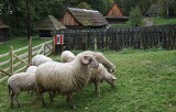 Owce i kozy pojawiły się w skansenie. Powstaje sektor pasterski 