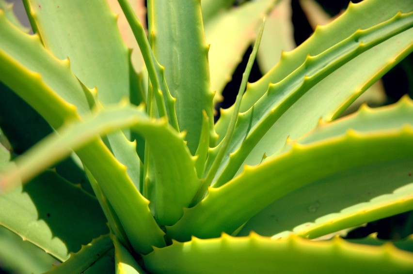 Aloes ma zielone, długie, łodygowe liście. Są one mięsiste i...