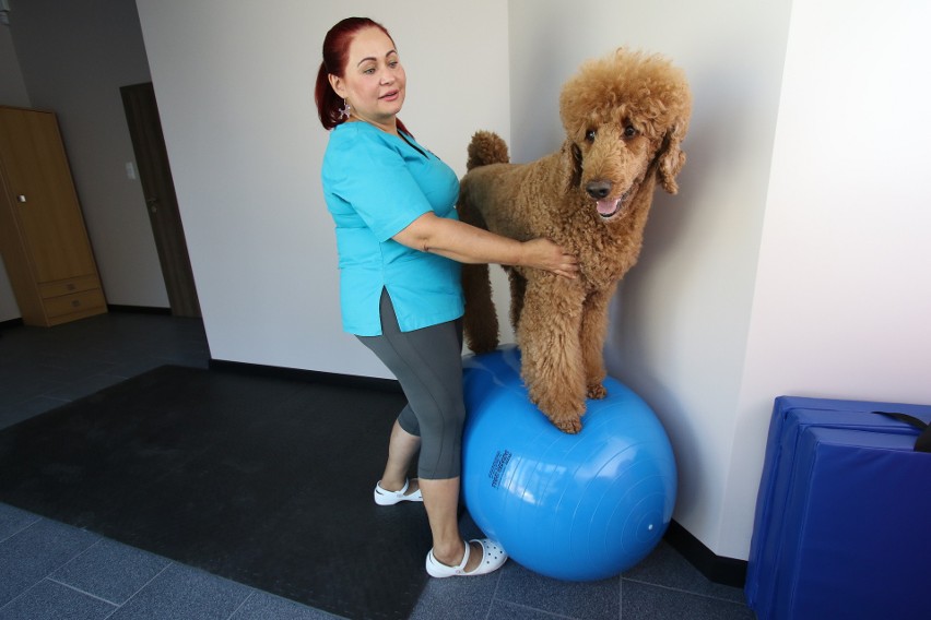 Brat Łapa w Kielcach - nowo otwarty gabinet rehabilitacji zwierząt. Jest masaż, magnetoterapia, a nawet... psi fitness