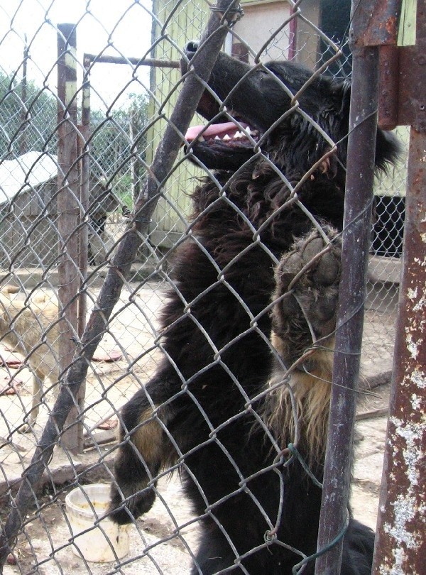 Psy w schronisku w Orzechowcach miały - zdaniem oskarżyciela - być maltretowane i bite