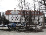 Na jasielskim rynku posadzą platany