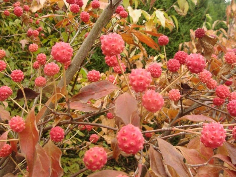 Jesienią ozdobą derenia Kousa są czerwone owoce i ładnie...