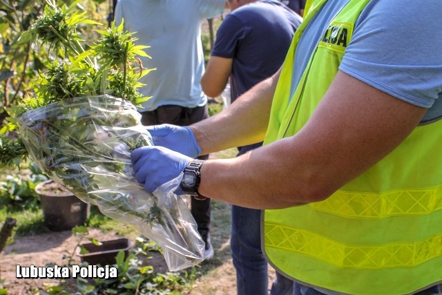 Policjanci zabezpieczyli na posesji 62-letniej kobiety ponad 11 kilogramów suszu oraz 17 krzewów marihuany i inne narkotyki.