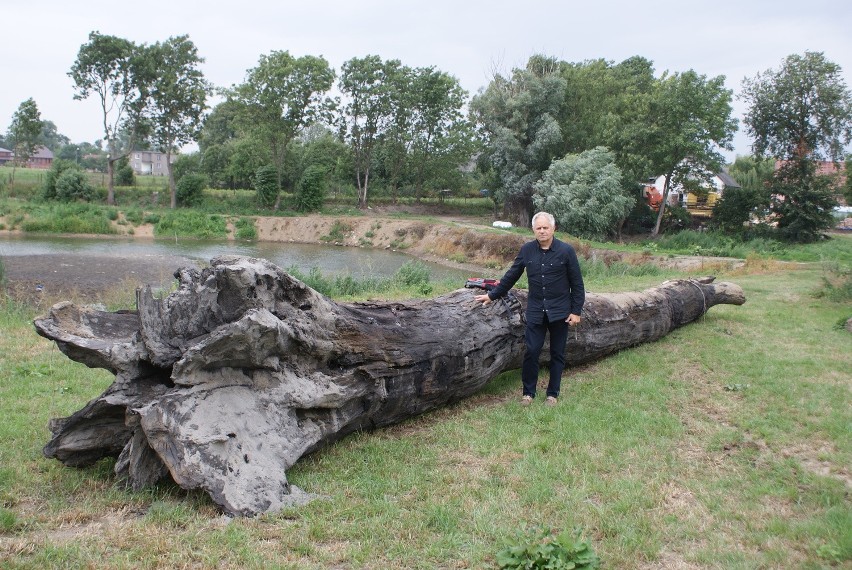 Dąb z Wielkich Walichnów imponuje zarówno swoim wiekiem, jak...