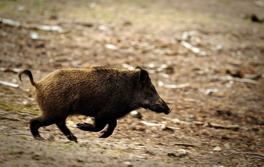 Inwentaryzacja dzików na terenie wszystkich nadleśnictw RDLP w Zielonej Górze.