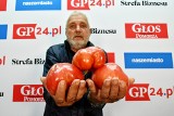 Gigantyczne pomidory wyhodowane w Witkowie (gm. Smołdzino). Pan Stanisław 40 lat na nie czekał