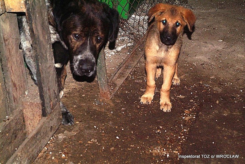 Psy na targowisku trzymane w skandalicznych warunkach [ZDJĘCIA]