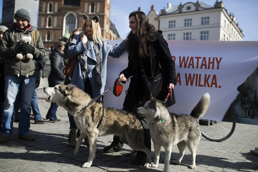 Kraków zawył dla wilka [ZDJĘCIA, WIDEO]