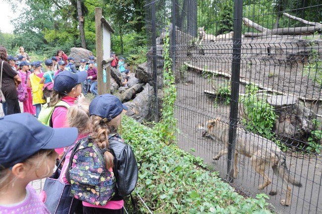 Do zoo przychodzi się nie tylko popatrzeć na zwierzęta, ale także poznać ich zwyczaje. Gdy pogoda sprzyja, w ogrodzie pojawiają się tłumy. W ubiegłym roku pogodnych dni było jednak mniej niż zwykle.