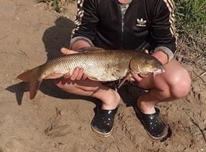 Grzegorz Pęcherski z Krosna Odrzańskiego złowił rekordową rybę - ponad 7-kilową brzanę.
