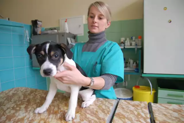 Czipowanie psów to skuteczna metoda zapobiegania bezdomności psów, bo właściciel ma świadomość, że bezkarnie go nie wyrzuci. Na zdjęciu lekarz weterynarii Karolina Brach wszczepia psu czip. 