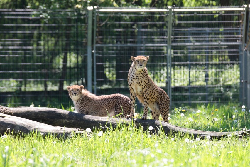 Młode gepardy na wybiegu opolskiego zoo.