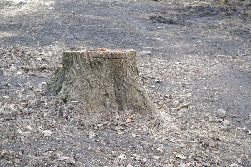 W Parku Kuronia wycięto 49 drzew. W zamian posadzone...