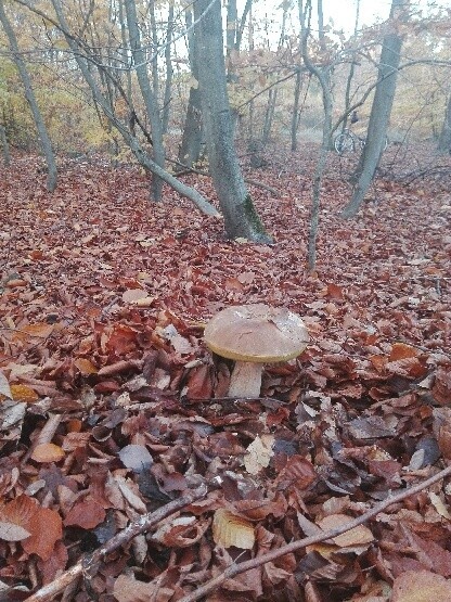 Wielki prawdziwek w lesie koło Szczecinka. Grzybiarze jeszcze nie kończą sezonu [zdjęcia]