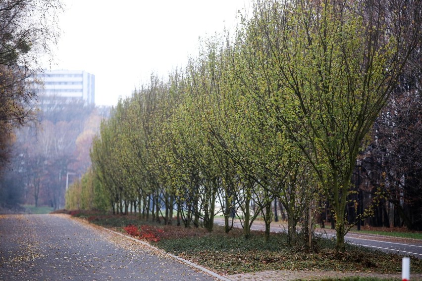 Park Śląski w Chorzowie szczególnie zachwyca jesienią. Zielone płuca Śląska to idealne miejsce na ostatni przed zimą spacer. Zobacz zdjęcia